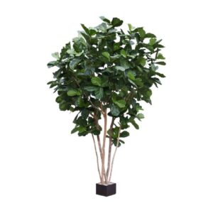 Ficus Lyrata 4 Meter