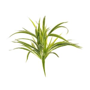 Chlorophytum