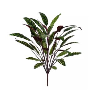Calathea Ignis
