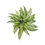 Tropic Snow bladsteker