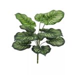 Calathea