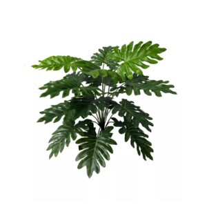 Philodendron bladsteker