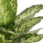 Dieffenbachia