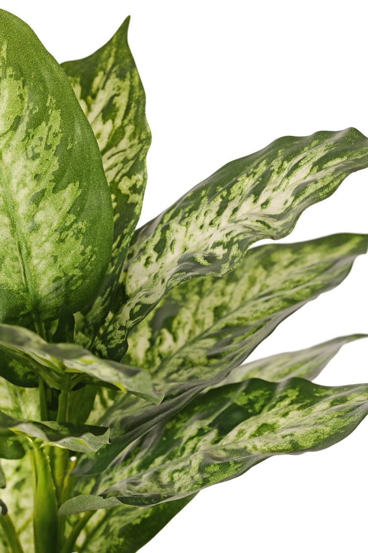 Dieffenbachia