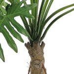 Philodendron Selloum