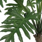 Philodendron Selloum