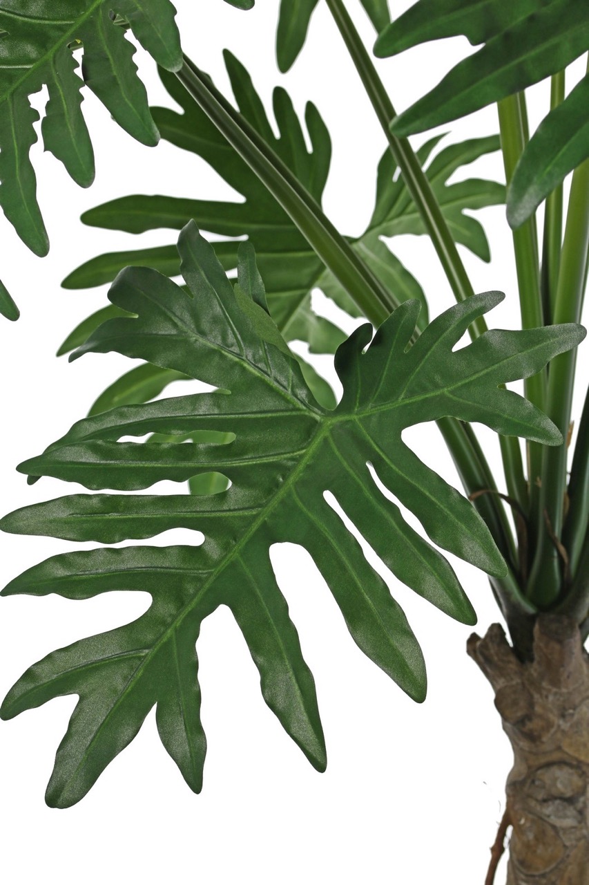 Philodendron Selloum