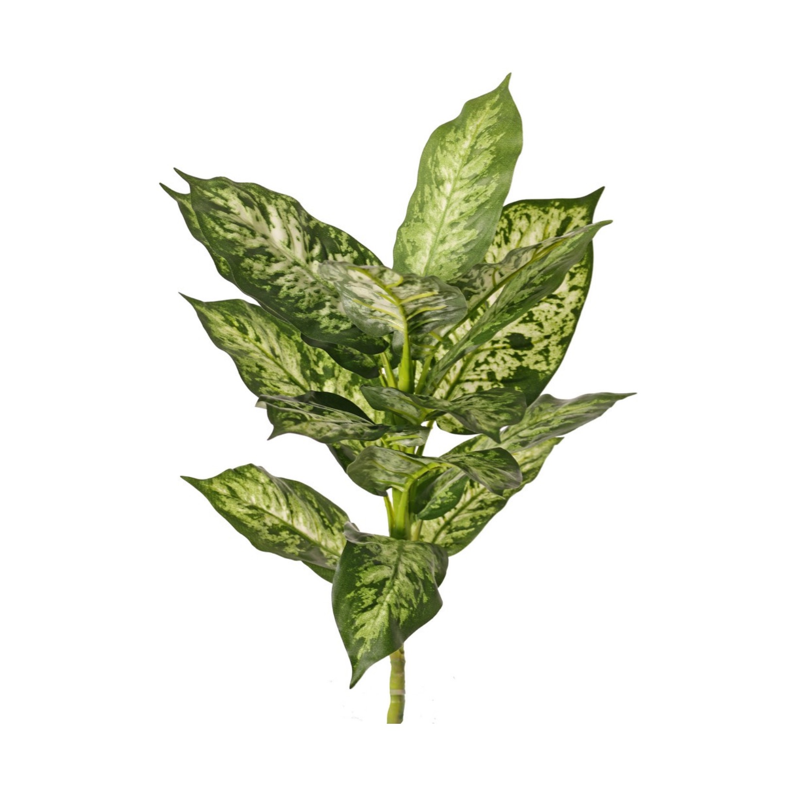 Dieffenbachia